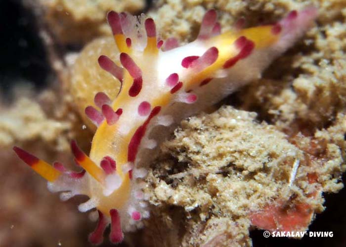 Nudibranches et planaires de Nosy Be Madagascar